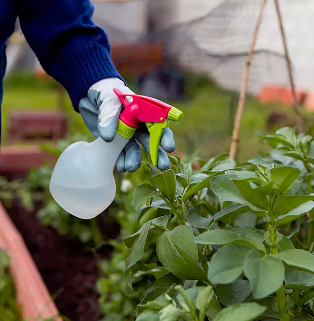 Why Caldwell Relies on Caldwell Pest Control Pro for Wasp Control Services?