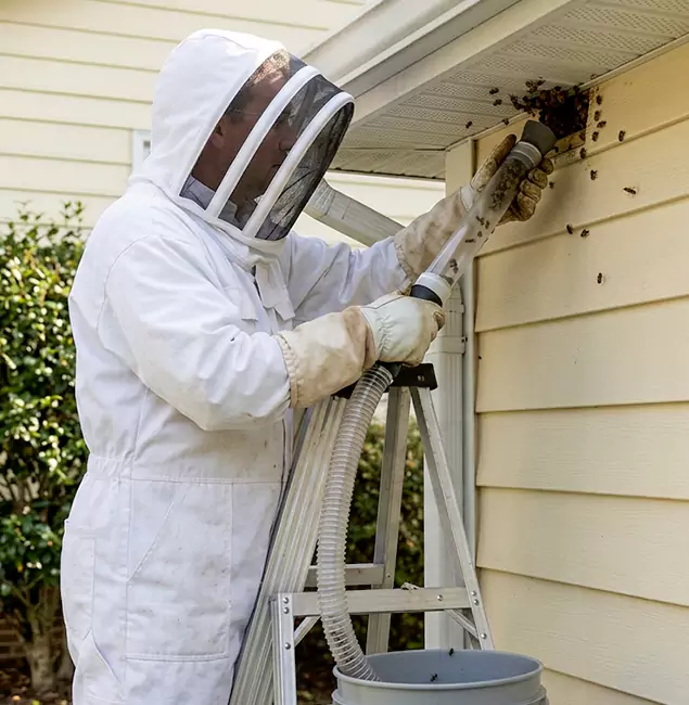 Why Caldwell Trusts Caldwell Pest Control Pro for Wasp Control?