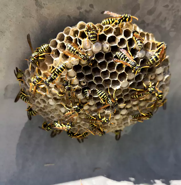 Why Caldwell Chooses Caldwell Pest Control Pro for Wasp Control Services?