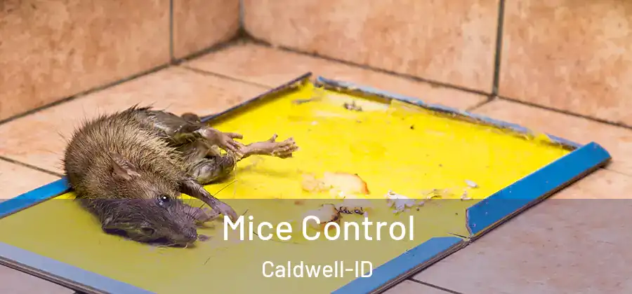 Mice Control Caldwell-ID