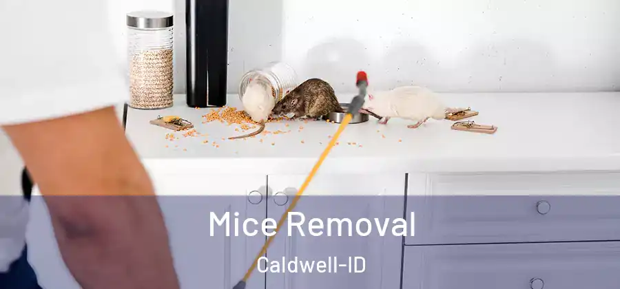 Mice Removal Caldwell-ID