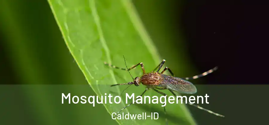 Mosquito Management Caldwell-ID