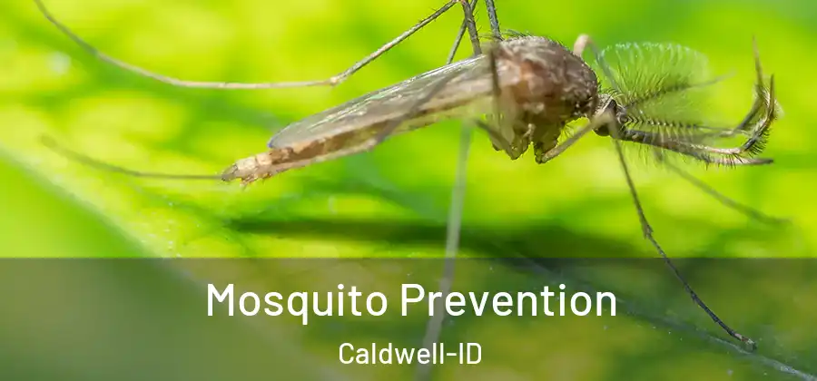 Mosquito Prevention Caldwell-ID