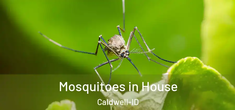 Mosquitoes in House Caldwell-ID