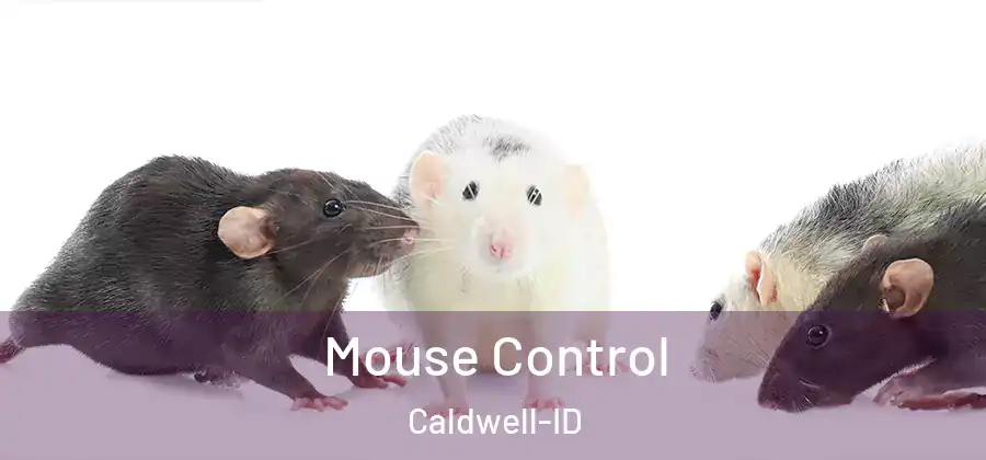Mouse Control Caldwell-ID