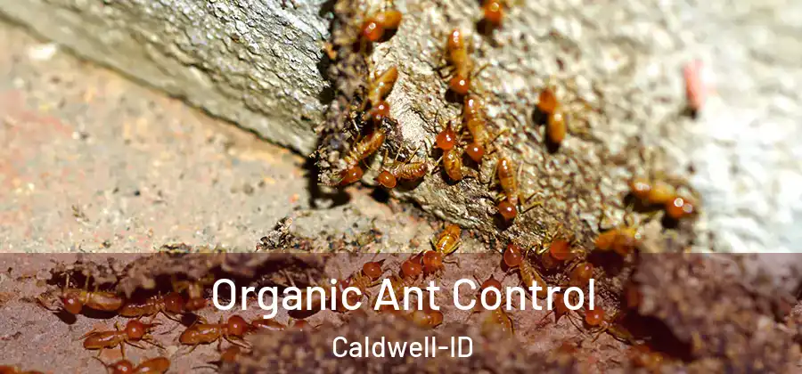 Organic Ant Control Caldwell-ID