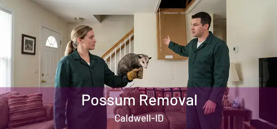 Possum Removal Caldwell-ID