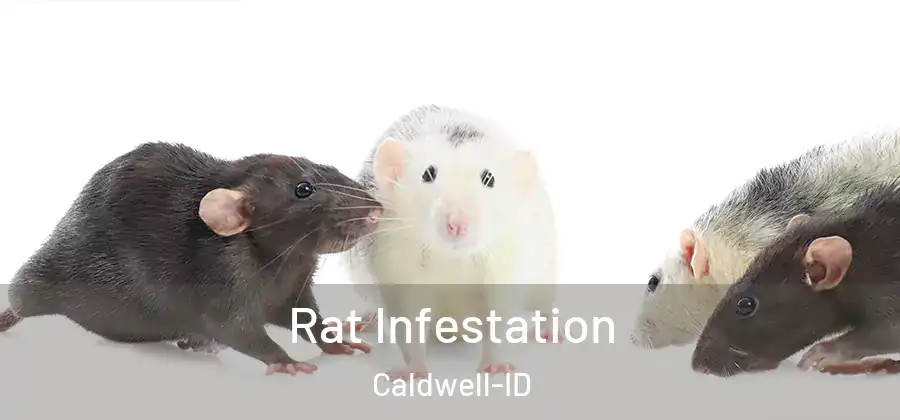 Rat Infestation Caldwell-ID