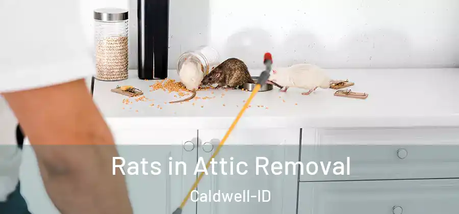 Rats in Attic Removal Caldwell-ID