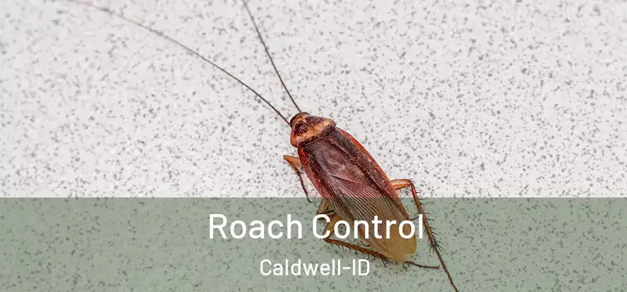 Roach Control Caldwell-ID
