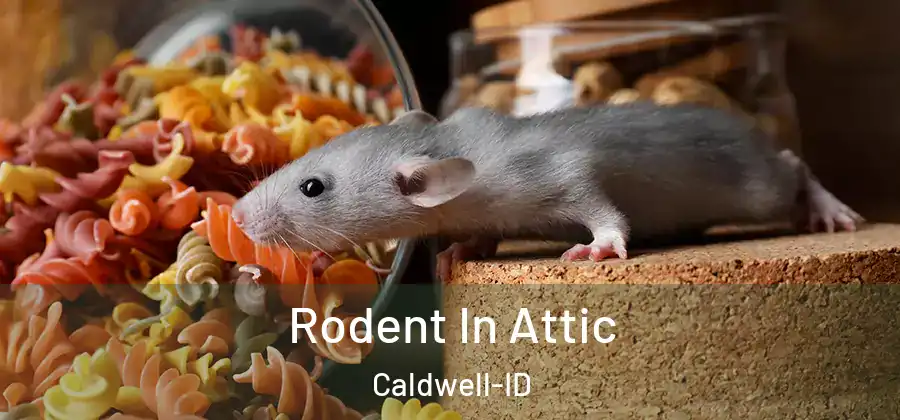 Rodent In Attic Caldwell-ID