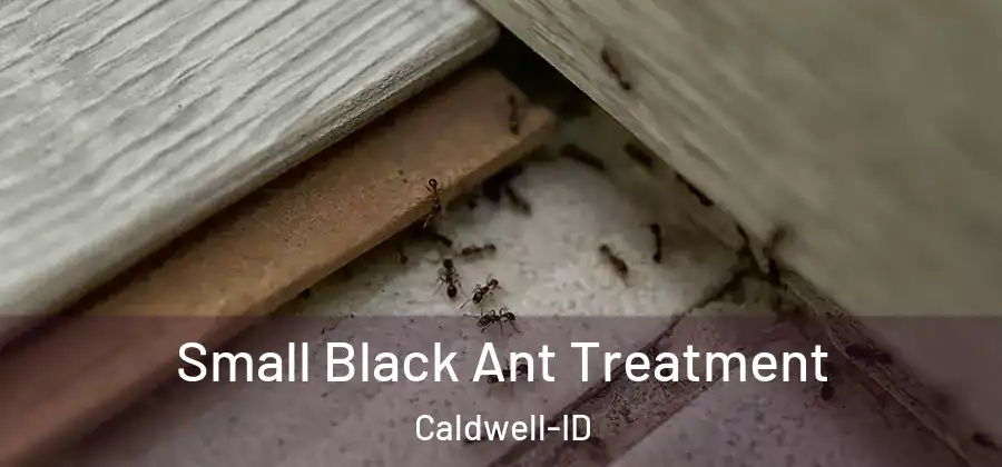 Small Black Ant Treatment Caldwell-ID
