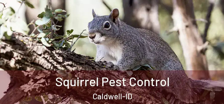 Squirrel Pest Control Caldwell-ID