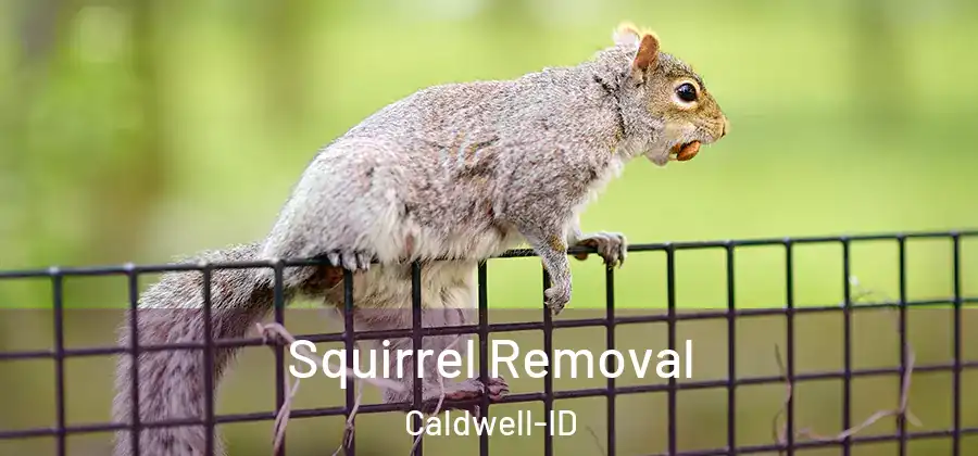Squirrel Removal Caldwell-ID