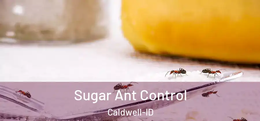 Sugar Ant Control Caldwell-ID