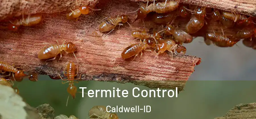 Termite Control Caldwell-ID