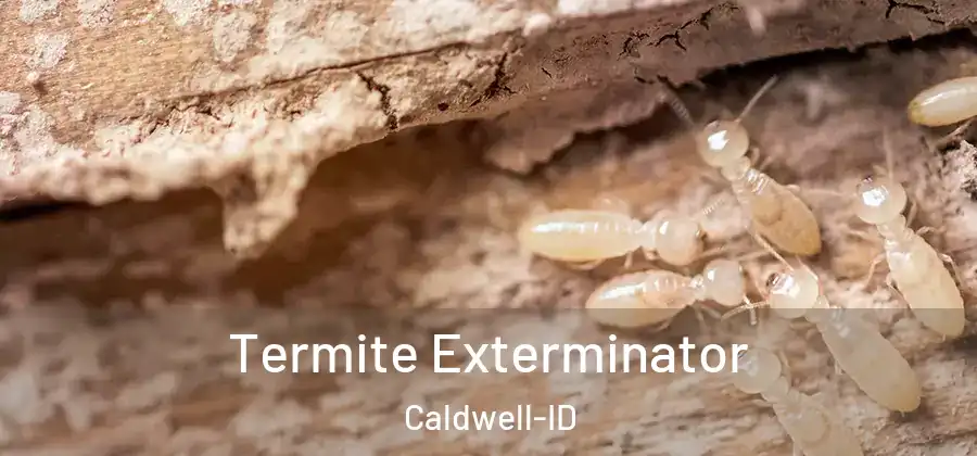 Termite Exterminator Caldwell-ID