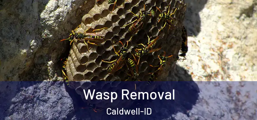 Wasp Removal Caldwell-ID