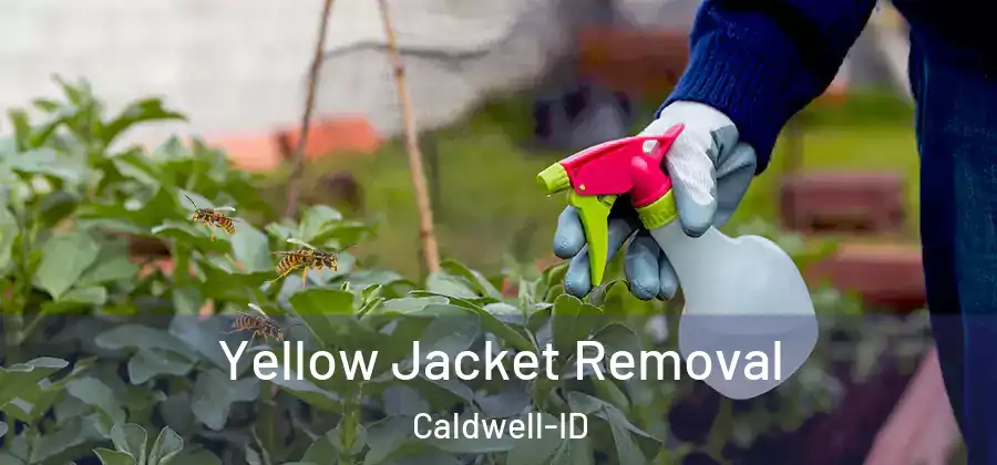  Yellow Jacket Removal Caldwell-ID